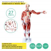 Human-Anatomy-1-watermarked Human-Anatomy-1-watermarked